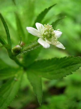 Anemone Rivularis Extract  